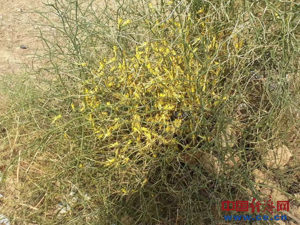 Pak-China desert locust control coop protect food security in Pakistan