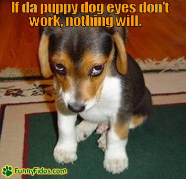 funny-dog-picture-puppy-dog-eyes.jpg