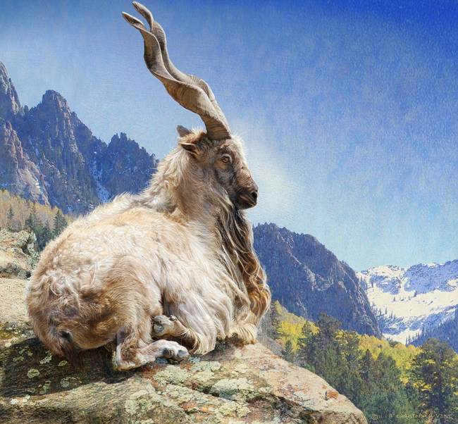 markhor-goat_art.jpg