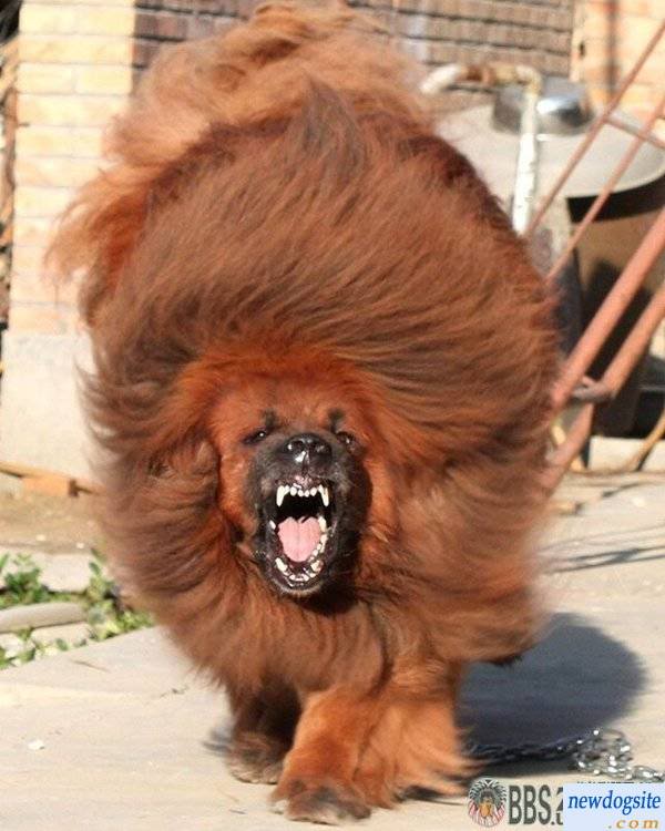 red_tibetan_mastiff_201123201611109778022.jpg