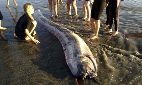 oarfish14-010.jpg