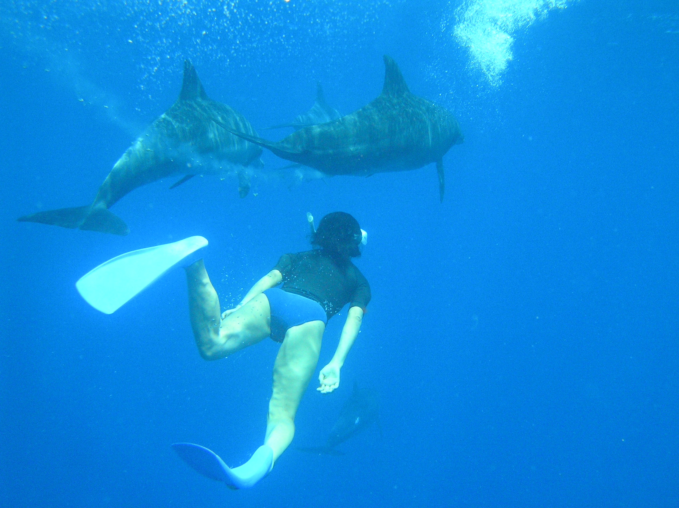 Swimming_with_dolphins_Ogasawara.jpg