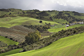 farmland-seville_S.jpg