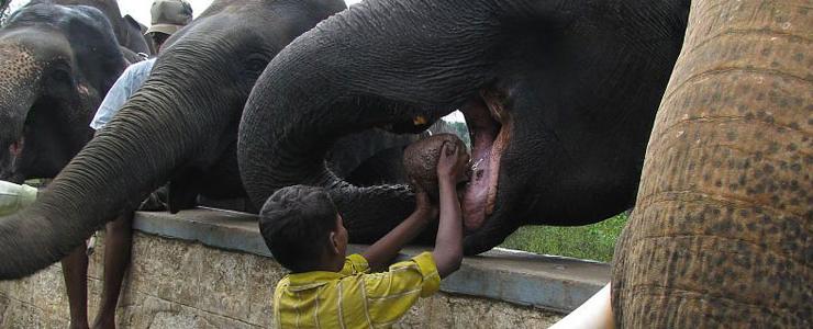 dubare-elephant-camp.jpg