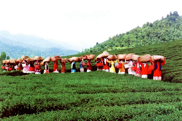 Lahijan_tea_harvest.jpg