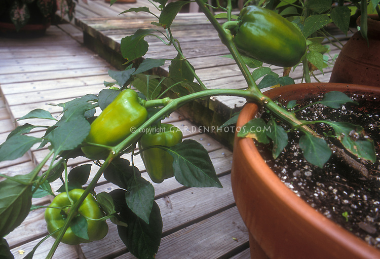 Peppers-Container-Garden-13186.jpg