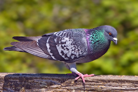 rock_dove_4064np.jpg