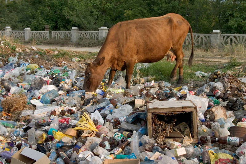 1470510-482075-cow-eating-garbage-on-the-scrap-heap.jpg