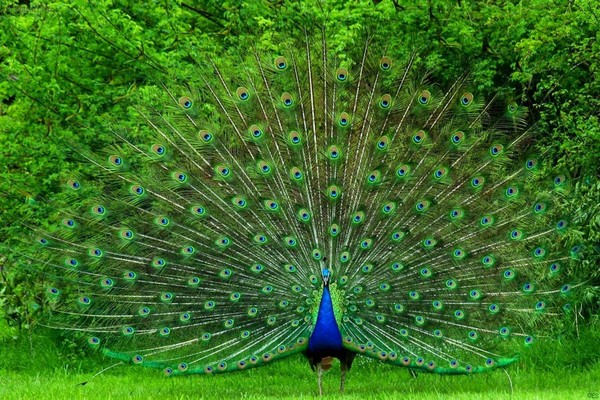 peacock-dancing-monsoon-tourism.jpg