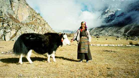 yak-ladakh.jpg