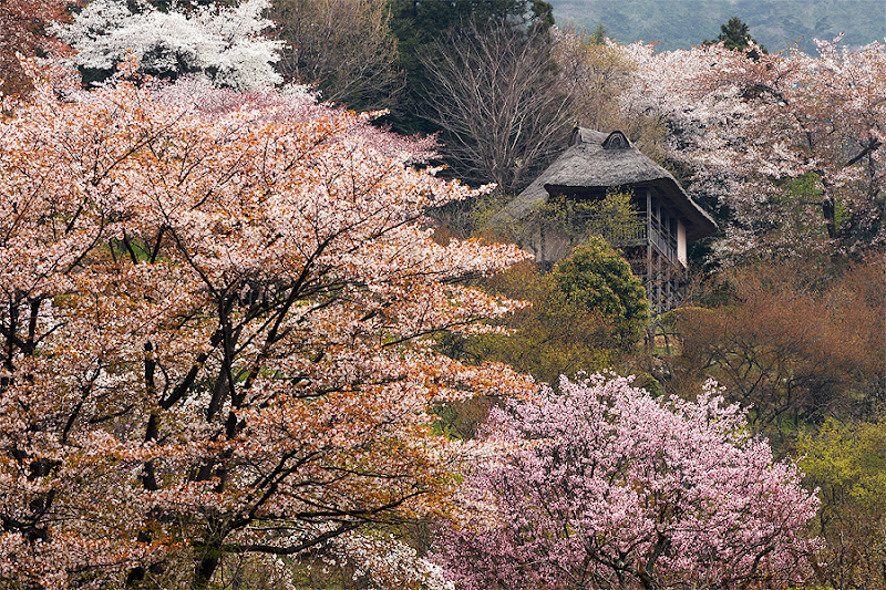 cherryblossoms.jpg