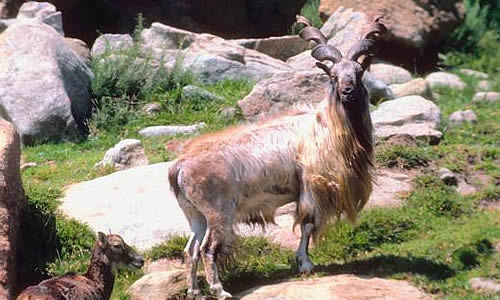 markhor.jpg