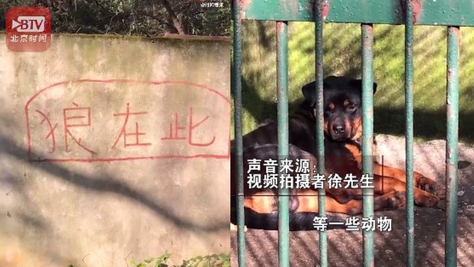 A dog at a zoo in Xianning