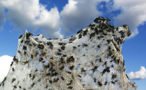 spider-webs-australia-floods-clouds_49726_600x450.jpg