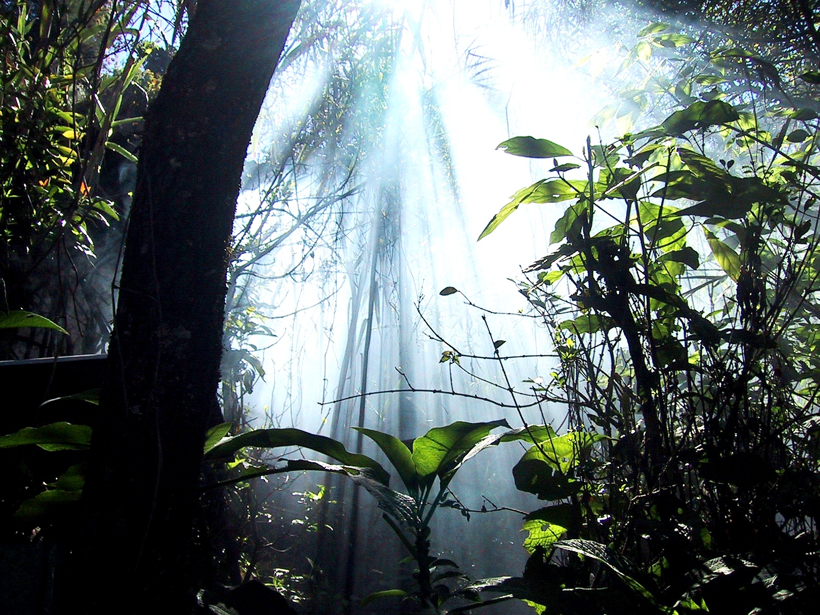 Sinharajaya+rain+forest.jpg