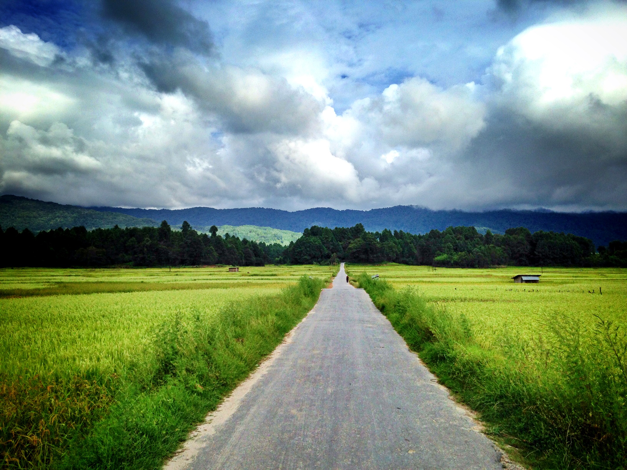 integrated-rice-and-fish-farms-anirban-mahapatra.jpg