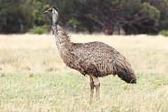 240px-Emu-wild.jpg