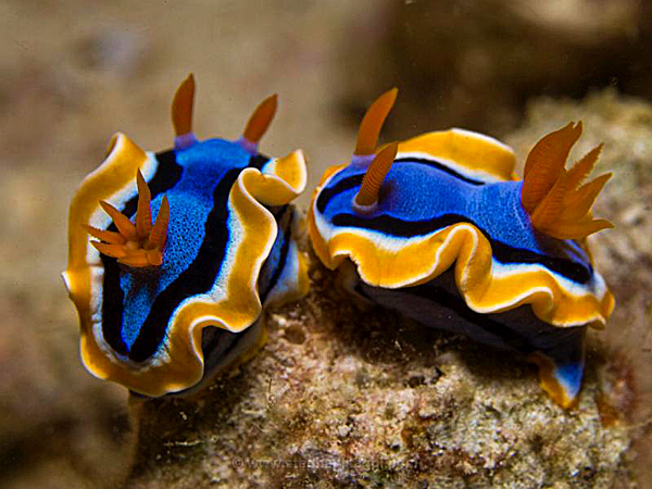 Tubbataha-Reefs-Natural-Park.jpg