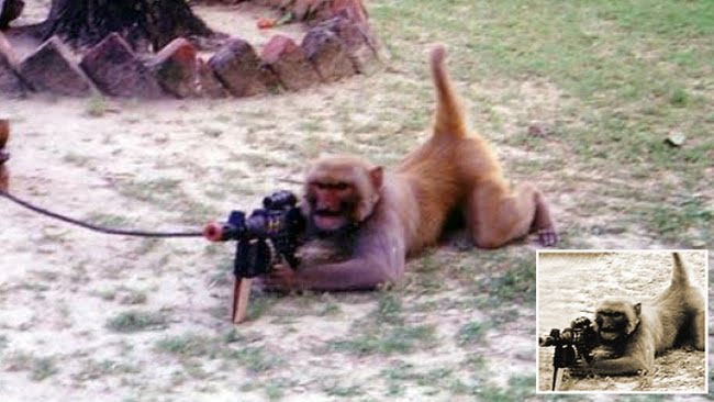 415975-monkey-guns.jpg