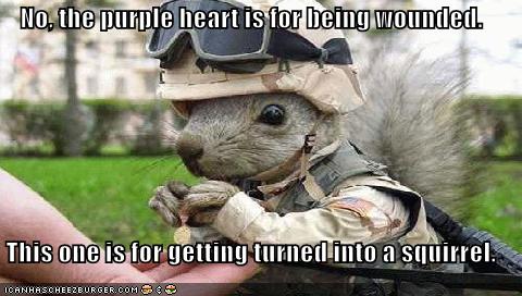 funny-pictures-army-squirrel-shows-off-his-medals.jpg