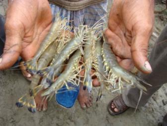 worldfish_shrimp_0-336x253.jpg