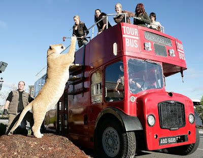 Hercules_biggest_liger_04.jpg