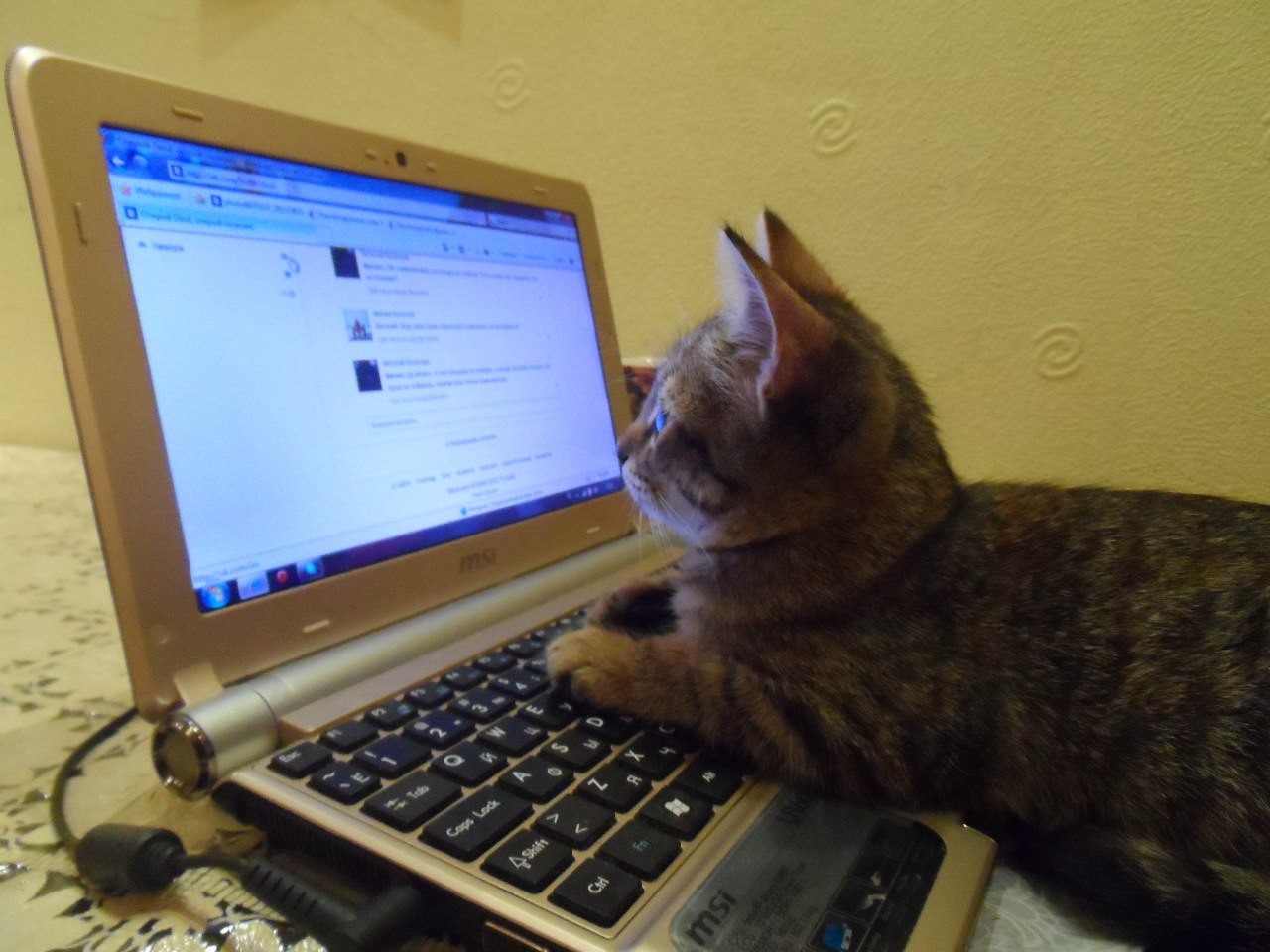 internet-cat.jpg