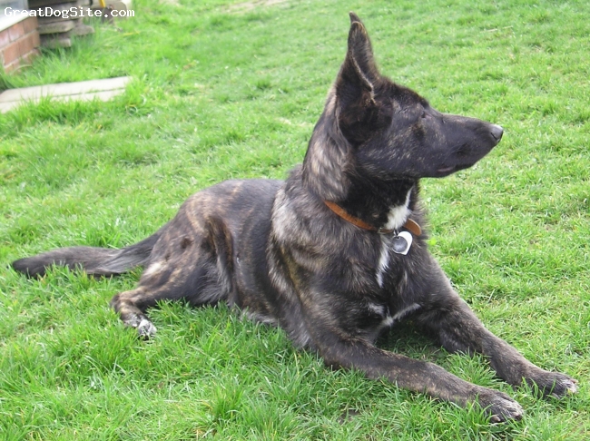 Dutch%20Shepherd-watermarked-1248017586.jpg