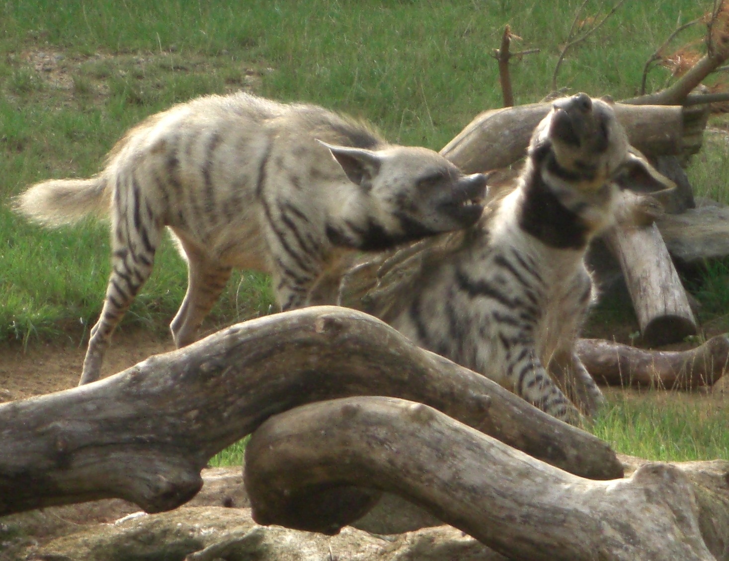 Striped_hyenas_fighting.JPG