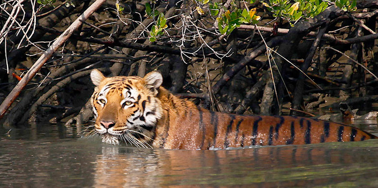 sunderban-tiger.jpg