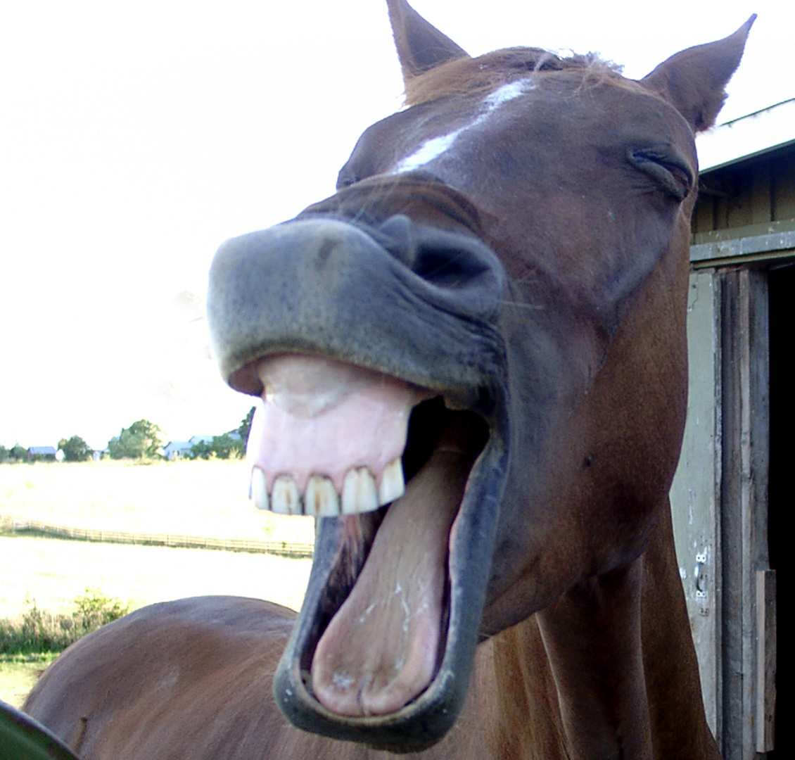 Laughing-horse1.jpg