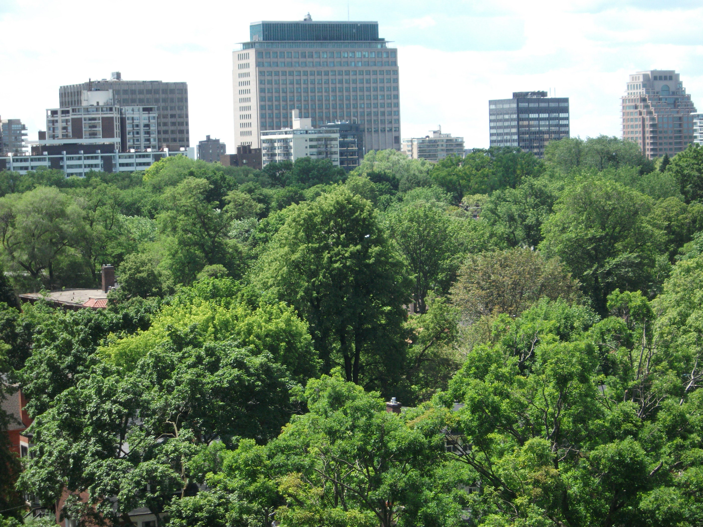 trees-in-the-city2.jpg