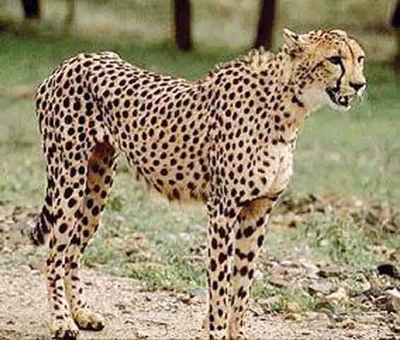 asiatic_cheetah.jpg