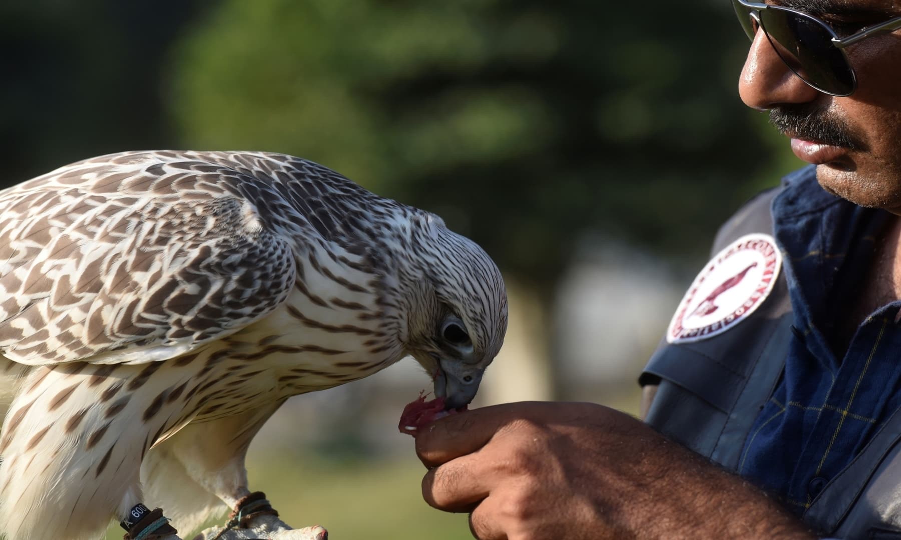 Kamran Khan Yousafzai, a conservationist and president of the Pakistan Falconry Association, feeds a falcon in Karachi. — AFP