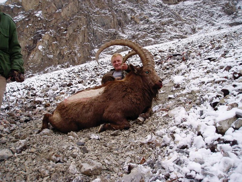 Himalayan_Ibex_Pakistan%20(3).jpg