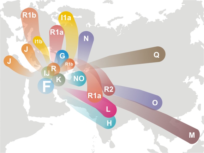 Haplogroup_F_(Y-DNA).jpg