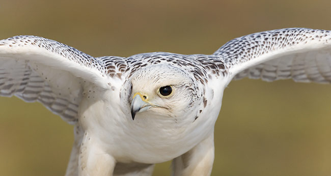 Gyrfalcon-Photos.jpg