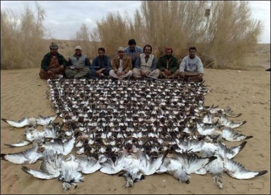 Outarde-Houbara-Pakistan.jpg