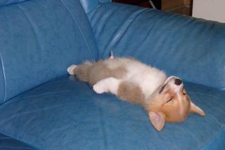 passed_out_corgi-1.jpg