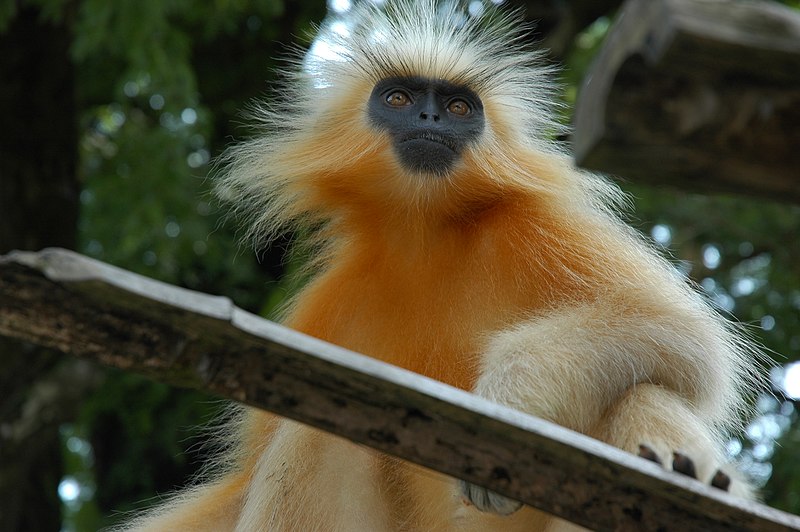 800px-Golden_Langur.jpg