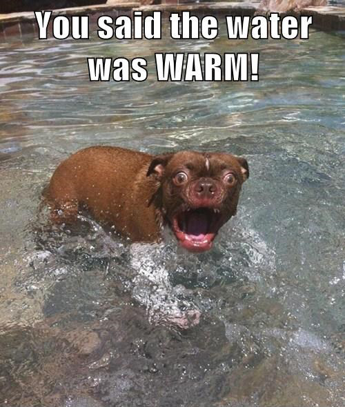 funny-pictures-shocked-dog-said-water-warm.jpg