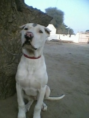 PakistaniMastiffBullyKuttaTigerLinePuppy4MonthsOld.jpg