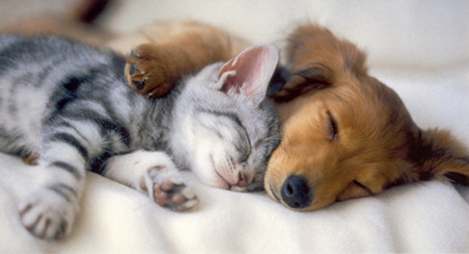 Kitten+and+Puppy5.jpg