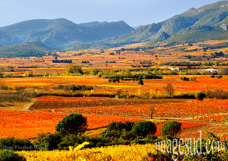 france-paysage-vignoble-automne-P-3530.jpg