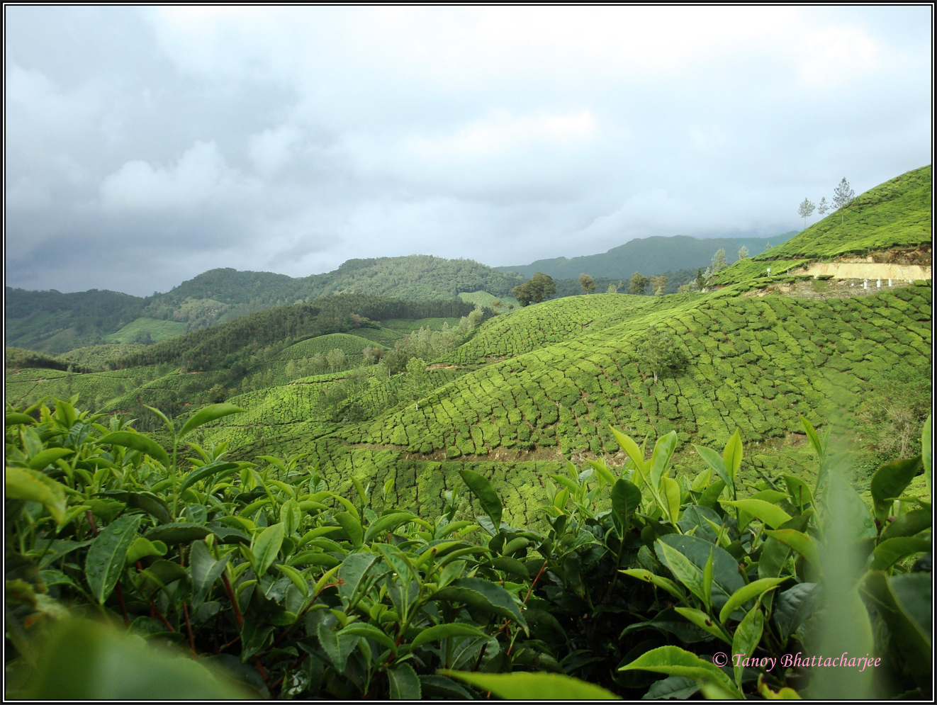 Tea+Gardern+-+Munnar.jpg