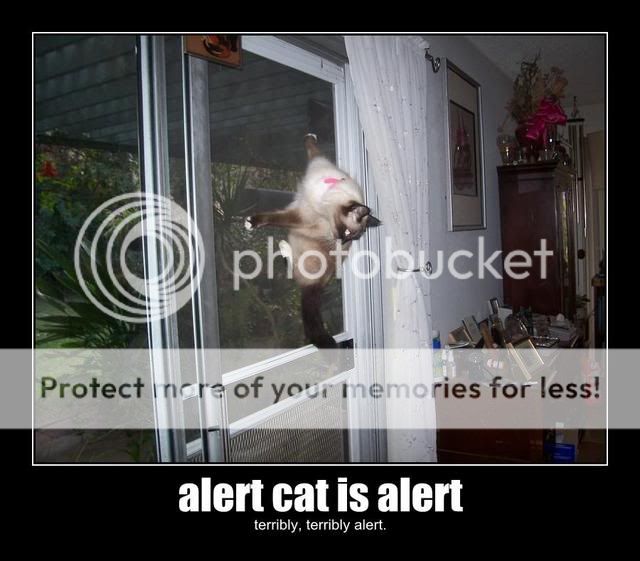 alert-cat-is-alert.jpg