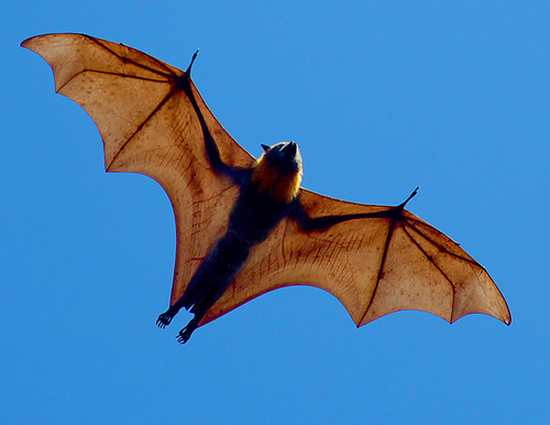 flying+fox.jpg