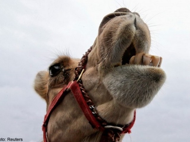 1639829-camel-1519122247-118-640x480.jpg