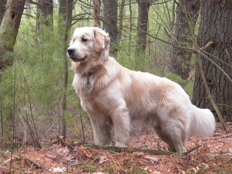 Golden_Retriever_standing_Tucker.jpg