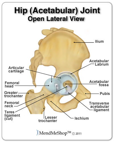 acetabular-hip-joint-anatomy.jpg